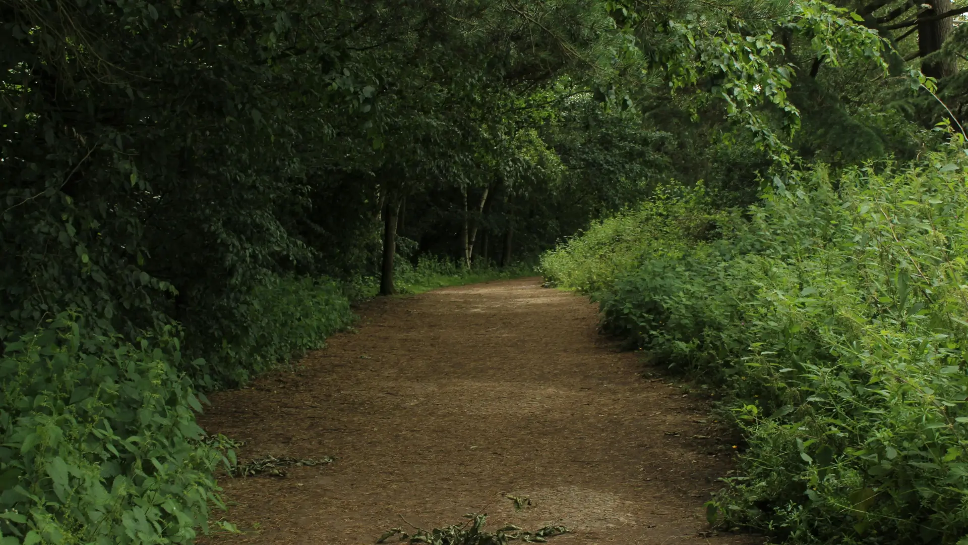 environmental impact program youth promise project imo conservation