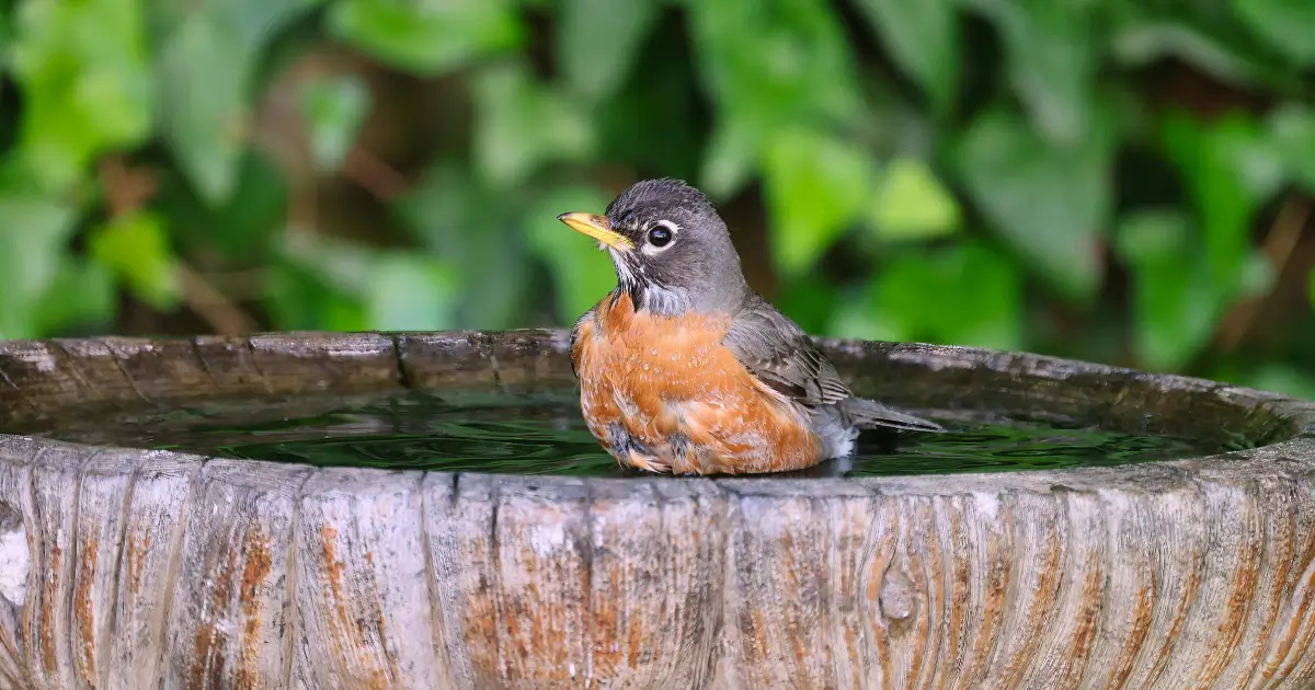 A bird sitting in a naturally carved wood basin of water soaking in the sun and cleaning itself Birding Out