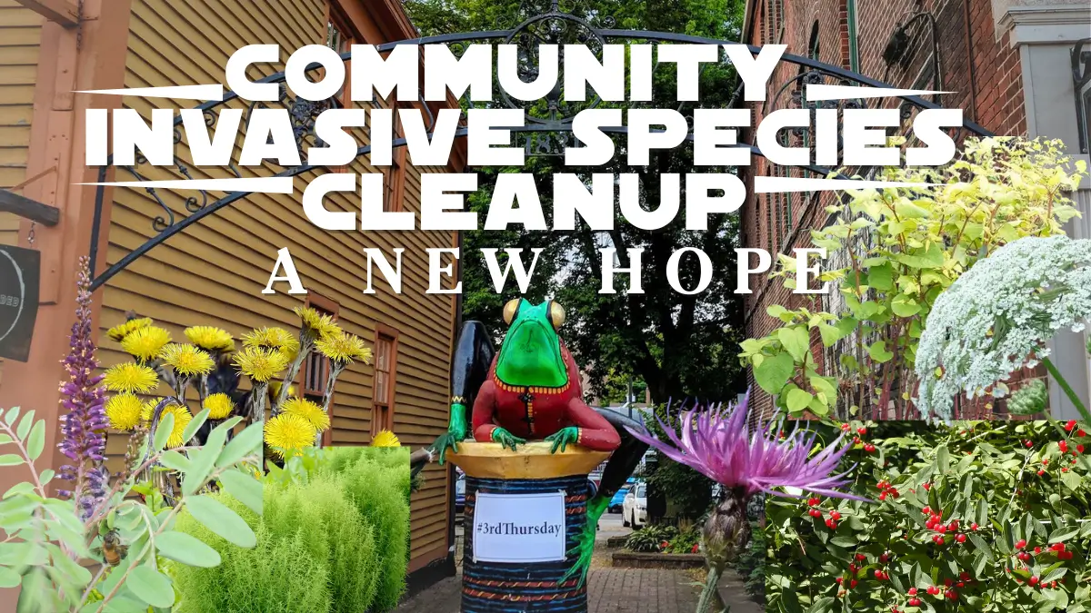 A painted frog on a painted spool in downtown willimantic connecticut with invasive species overlaid and the title Community Invasive Species Cleanup A New Hope