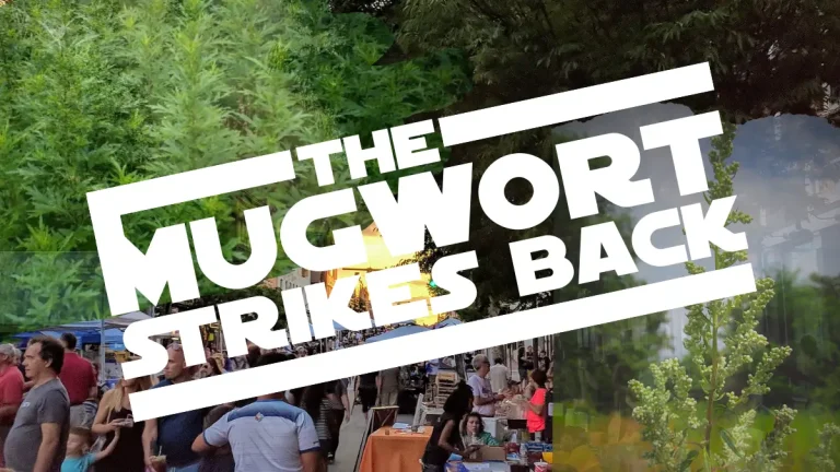 Images of downtown willimantic with faded mugwort on top and bold star wars font styled The Mugwort Strikes Back for Invasive Species Cleanup