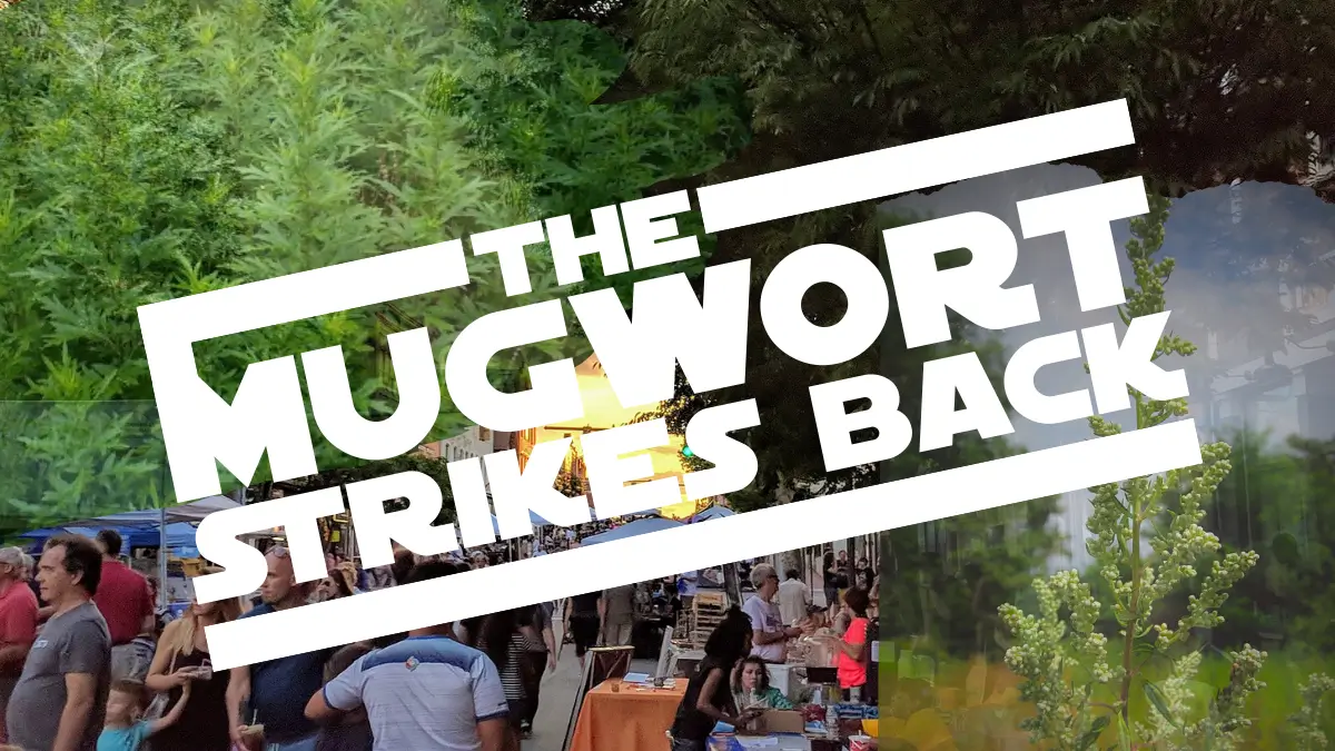 Images of downtown willimantic with faded mugwort on top and bold star wars font styled The Mugwort Strikes Back for Invasive Species Cleanup