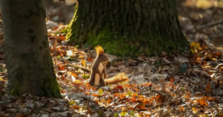 Squirrel standing on hindlegs with light shining on back during fall foliage in the woods next to a mossy trunked tree for nature mindfulness
